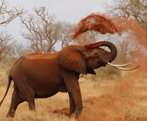 Zambezi Essence Elephant Encounter