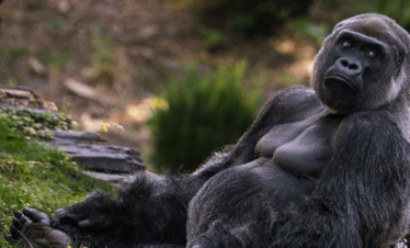 Gorilla Trekking In Rwanda