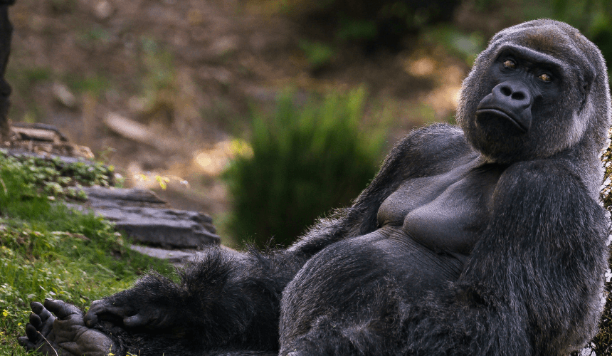 Gorilla Trekking In Rwanda