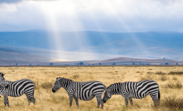 Treasures of Tanzania Safari